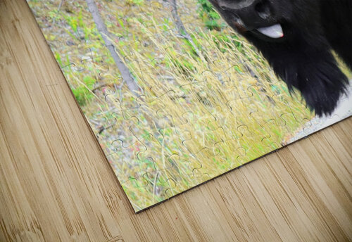Consentrate BG Nick puzzle