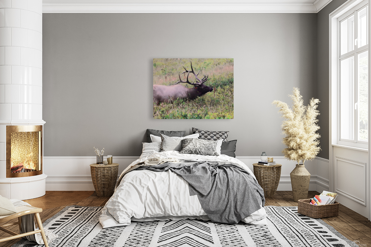 Grazing Elk Reproduction