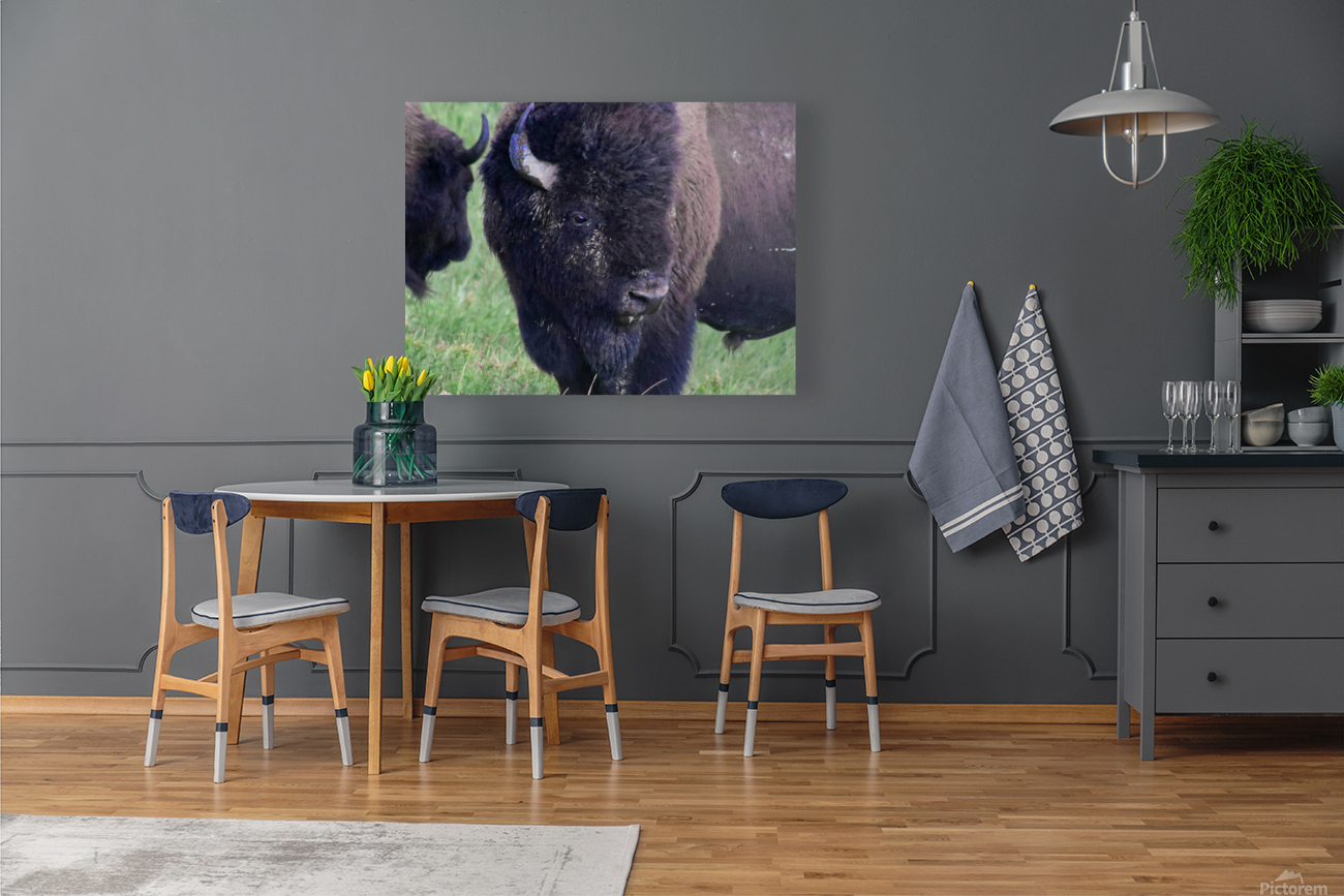 Bison Reproduction