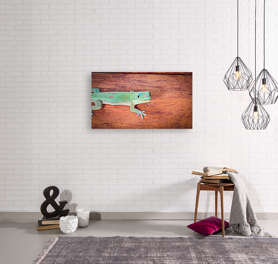Day Gecko Reproduction