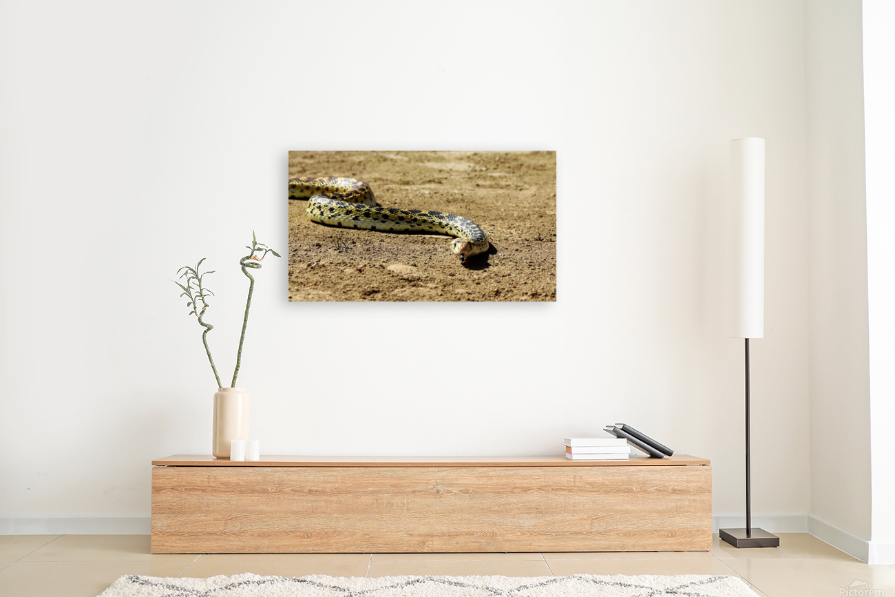 Bullsnake Reproduction