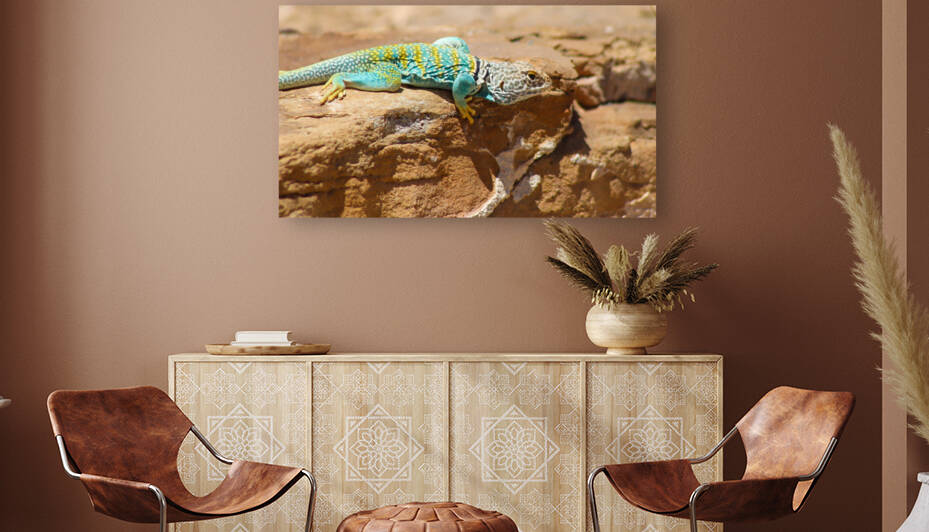 Collared Lizard Leaping Reproduction