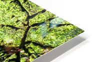 Growing in Green HD Metal print
