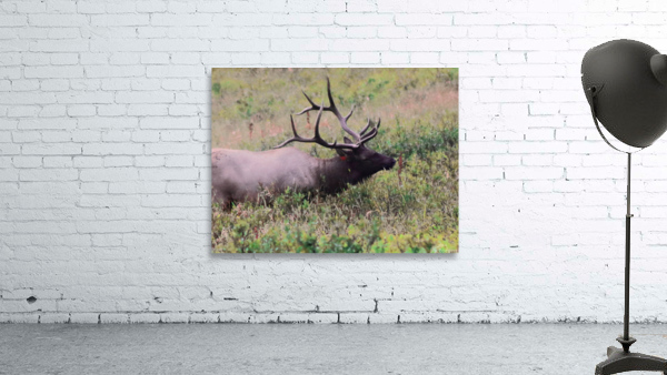Grazing Elk Wall Preview