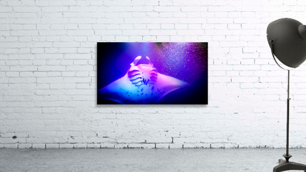 Rize Wall Preview