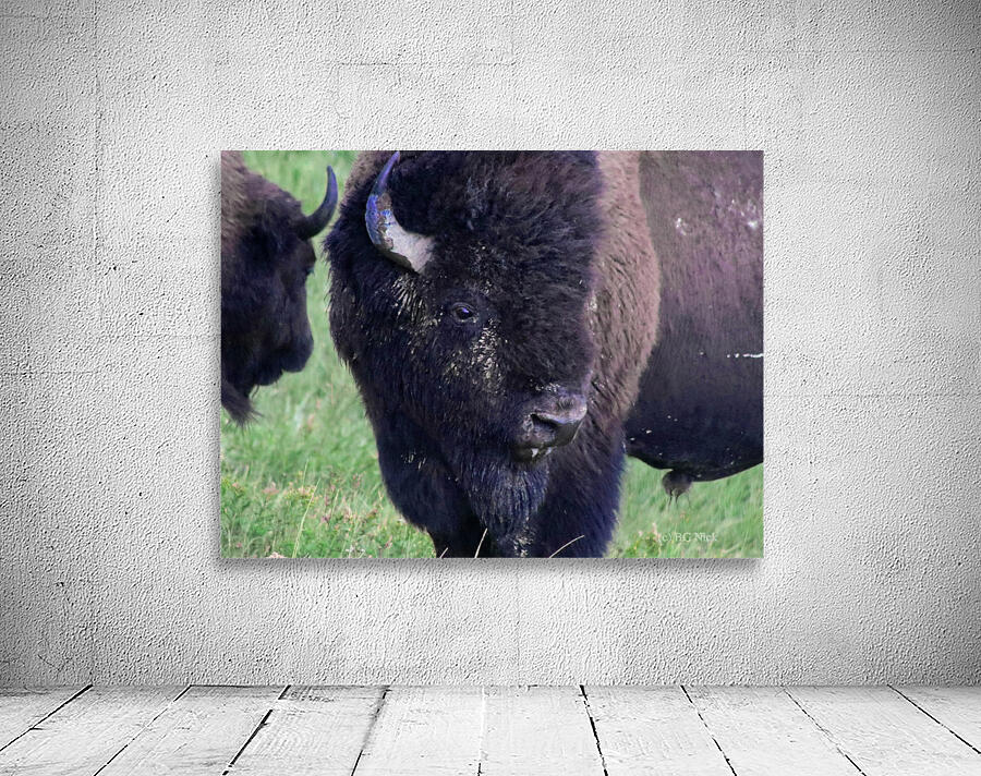 Bison Wall Preview