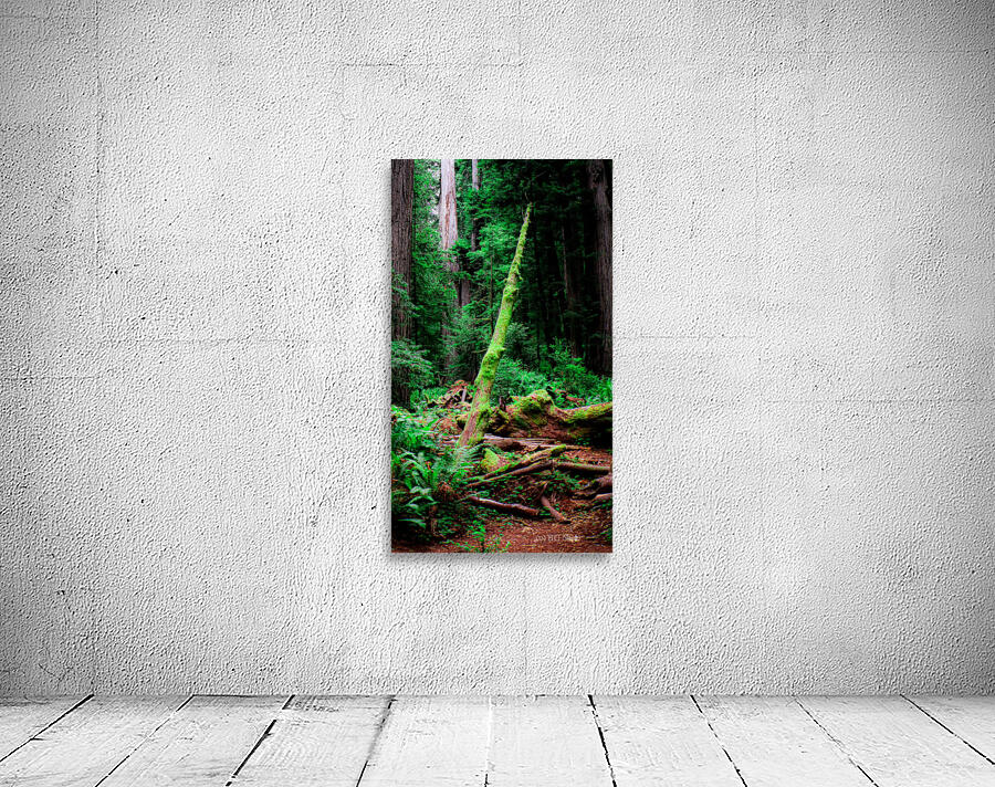 Moss Among Sequoia Wall Preview