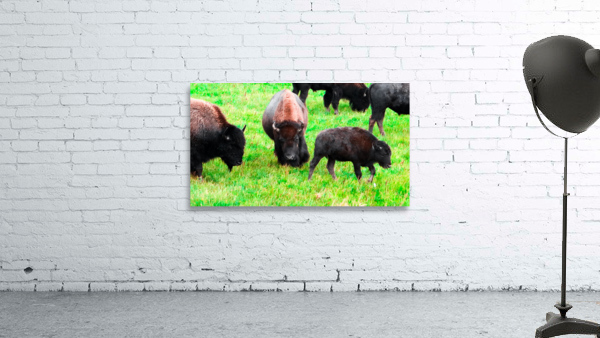 Buffalo on Green Wall Preview