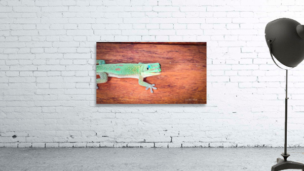 Day Gecko Wall Preview