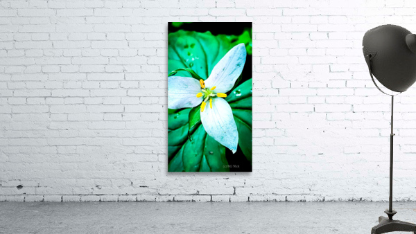 Trillium Wall Preview