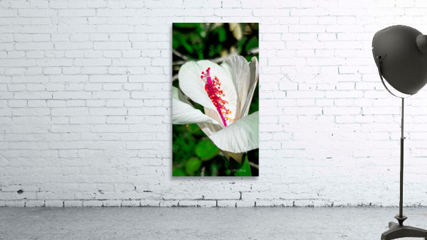 White Hibiscus Wall Preview