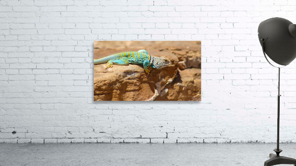 Collared Lizard Leaping Wall Preview
