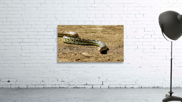 Bullsnake Wall Preview