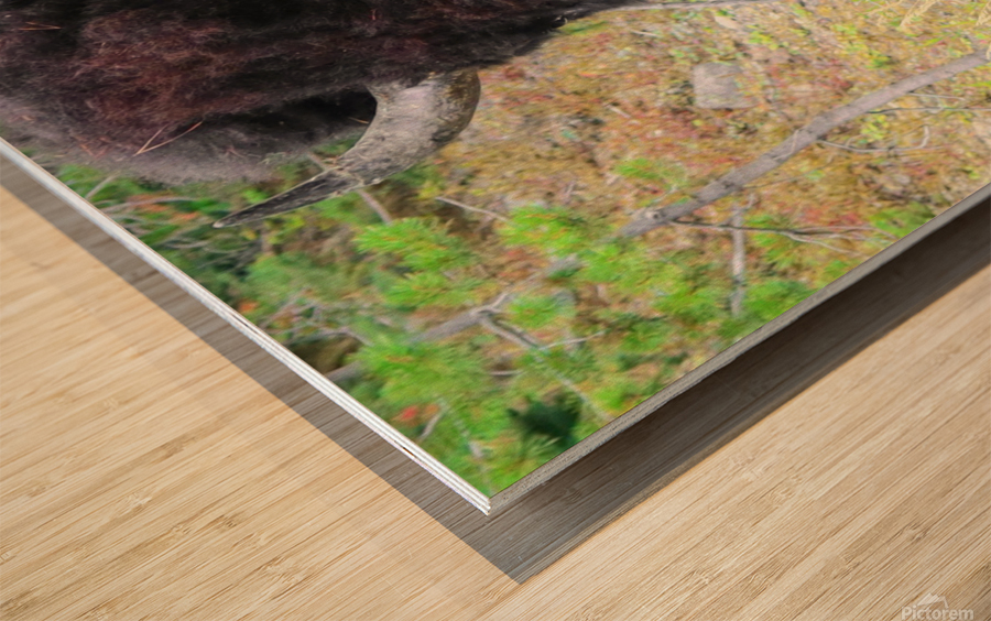 Consentrate Wood print