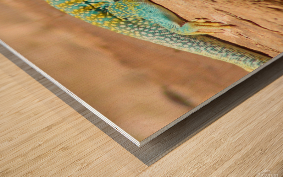 Collared Lizard Leaping Wood print