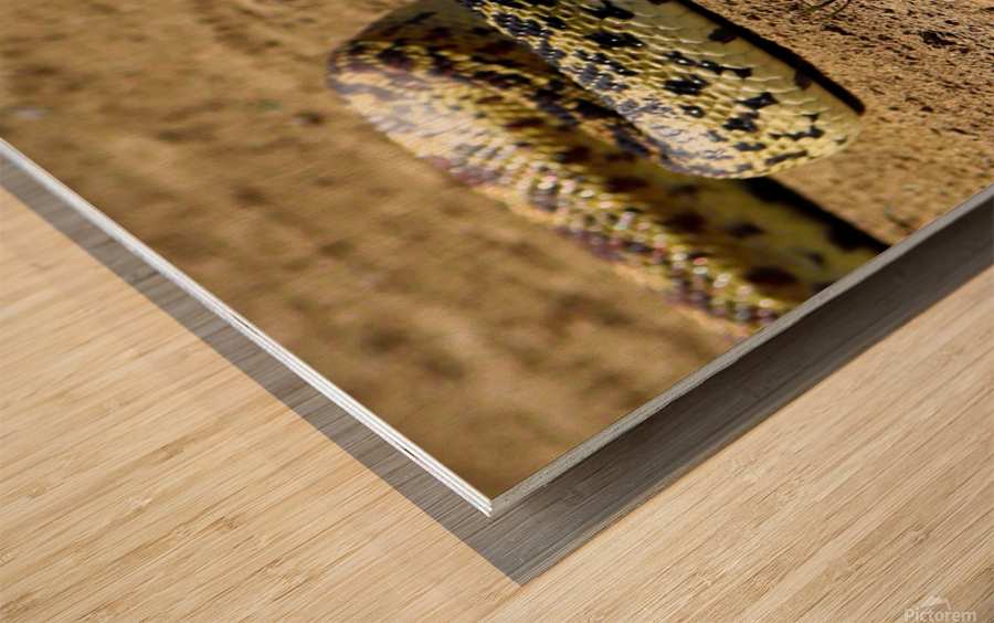 Bullsnake Wood print