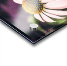 Coneflower Acrylic print