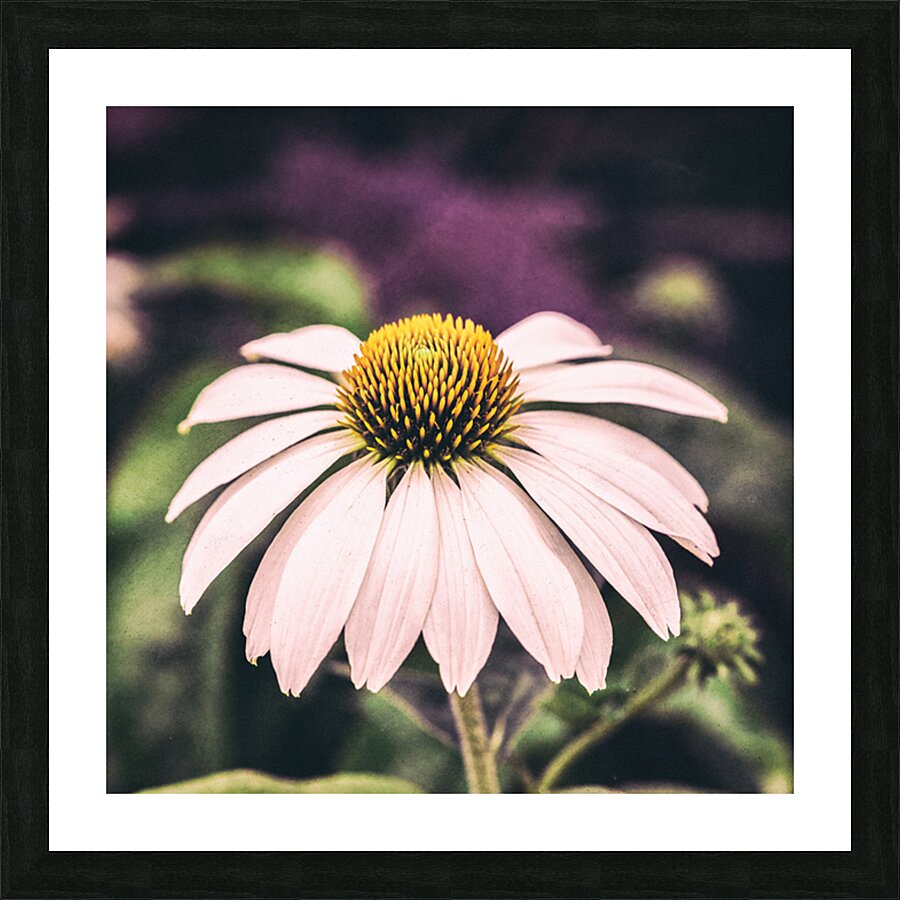 Coneflower Picture Frame print