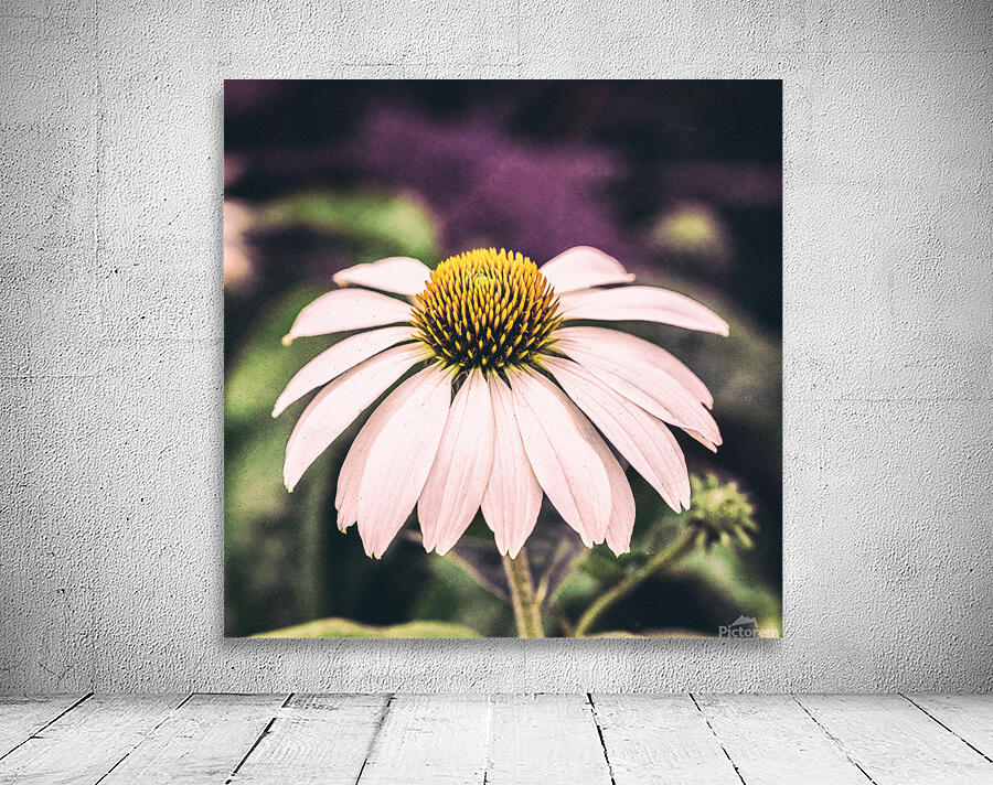 Coneflower Wall Preview