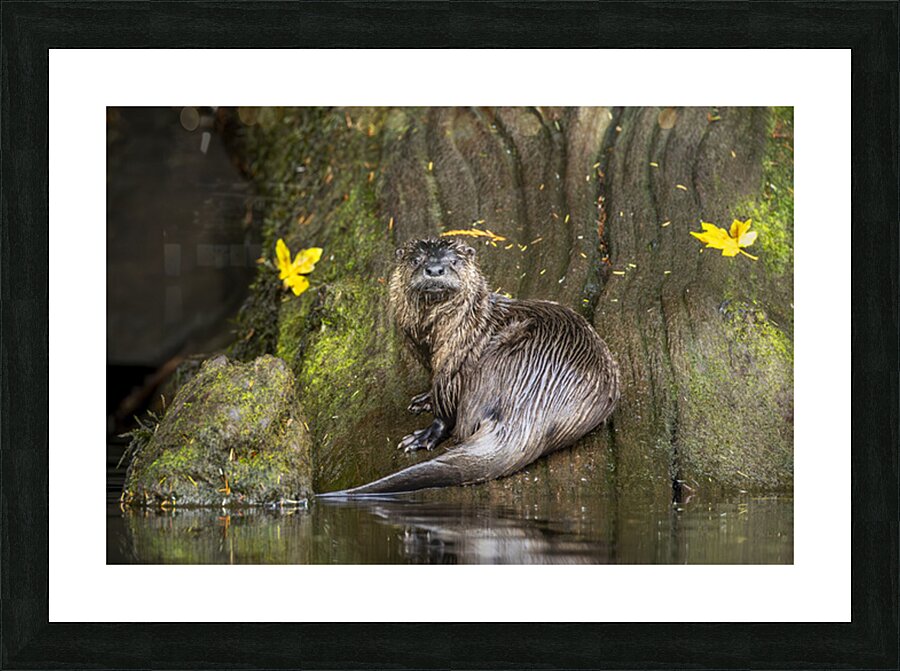 Josh DeLeenheer Picture Frame print