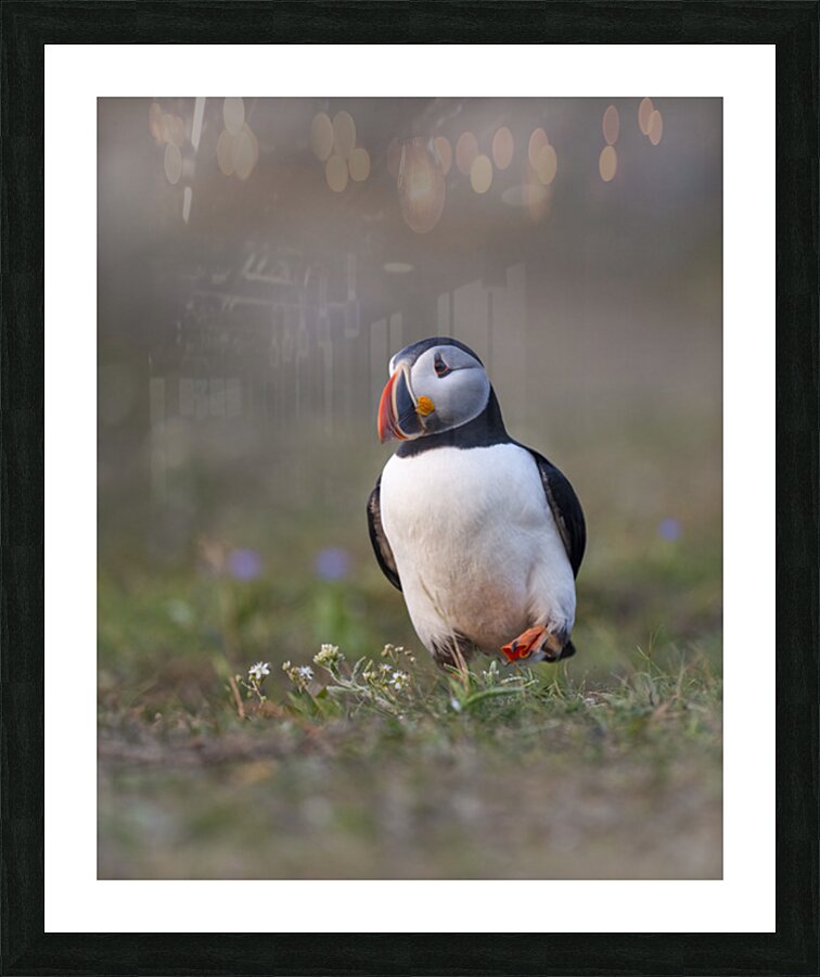 Aaron Todd Impression et Cadre photo