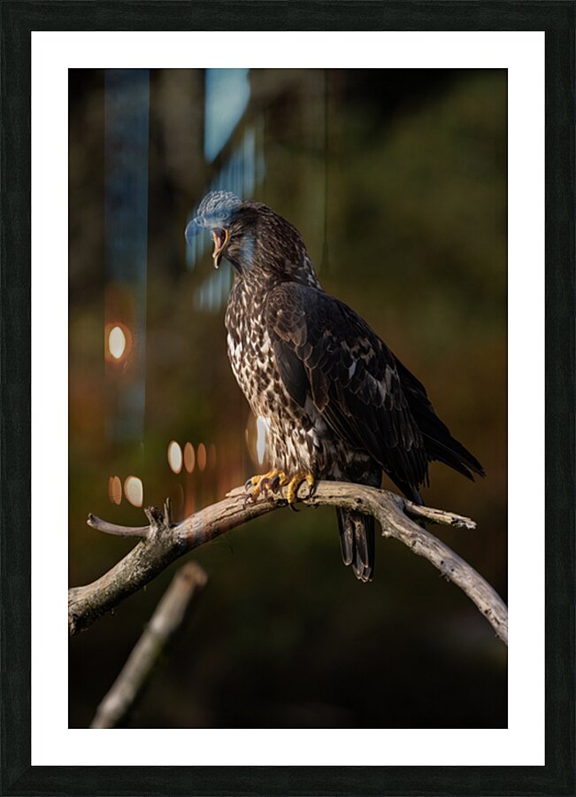 Jacquie Matechuk Picture Frame print