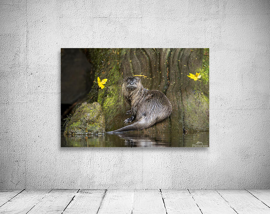 Josh DeLeenheer Wall Preview