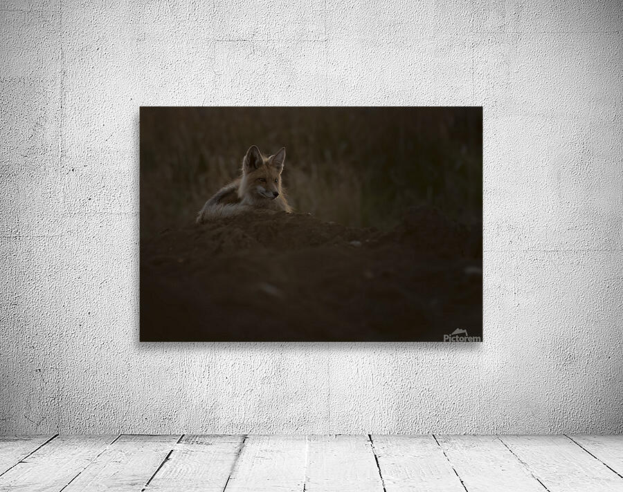 Donna Feledichuk Wall Preview