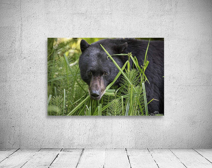 Emma Menchions Wall Preview