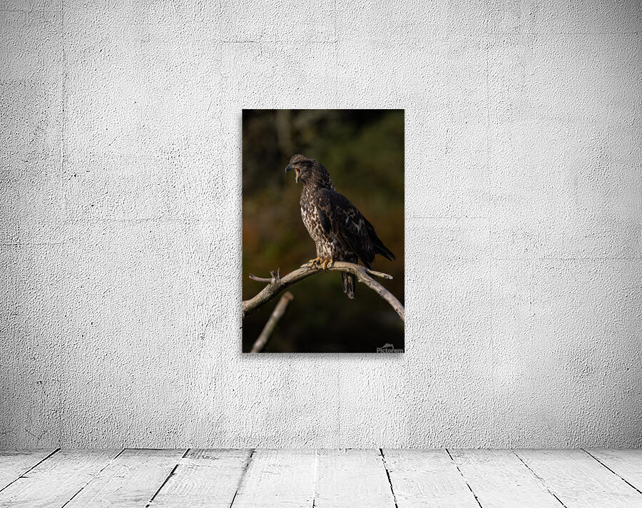 Jacquie Matechuk Wall Preview