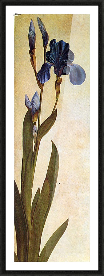 Iris Troiana Picture Frame print
