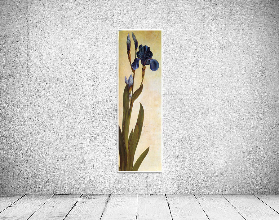 Iris Troiana Wall Preview