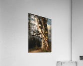 An oaktree trunk Acrylic Print