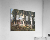 The Sycamores Acrylic Print