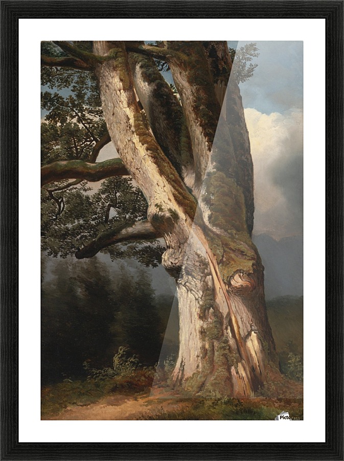 An oaktree trunk Picture Frame print