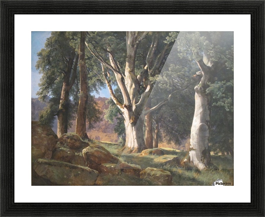 The Sycamores Picture Frame print