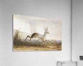 Antelope Acrylic Print