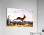 Antelope running Acrylic Print