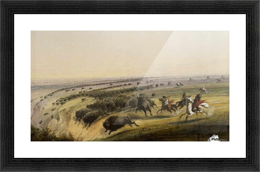 Hunting Buffalo Picture Frame print