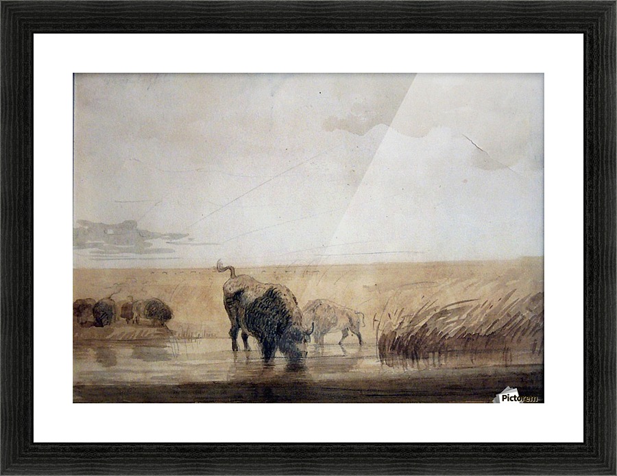 Buffalo watering Picture Frame print