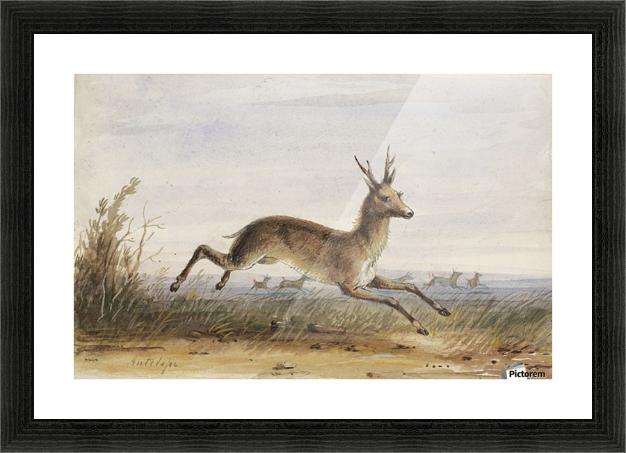 Antelope Picture Frame print