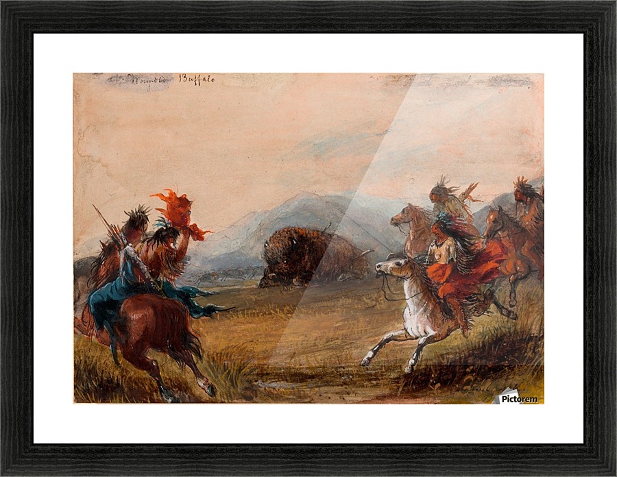 Wounded Buffalo Picture Frame print