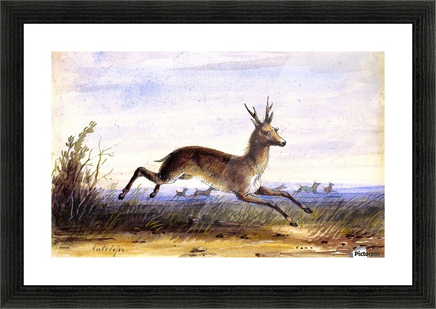Antelope running Picture Frame print