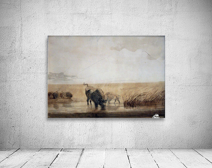 Buffalo watering Wall Preview