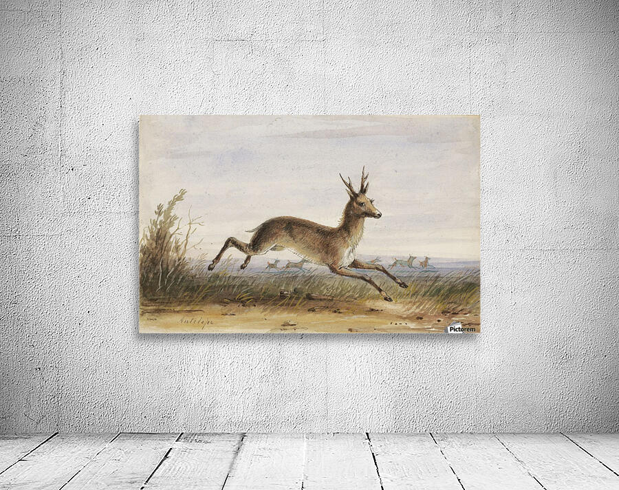 Antelope Wall Preview