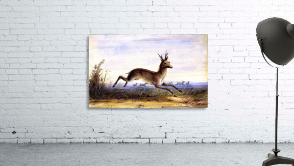 Antelope running Wall Preview