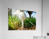 Mushroom 1 Acrylic Print