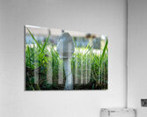 Mushroom 2 Acrylic Print