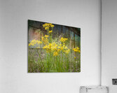 Yellow Flowers Acrylic Print
