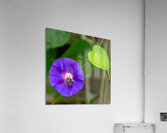 Busy Bee Acrylic Print